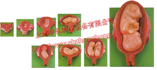 中弘 高級(jí)妊娠胚胎發(fā)育過(guò)程模型 ZH-32008