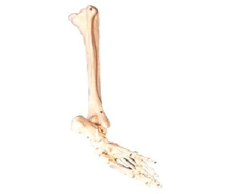 康人 足骨、腓骨與脛骨模型 KAR/11132