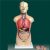  男、女兩性人體半身軀干模型KAR/10003D  